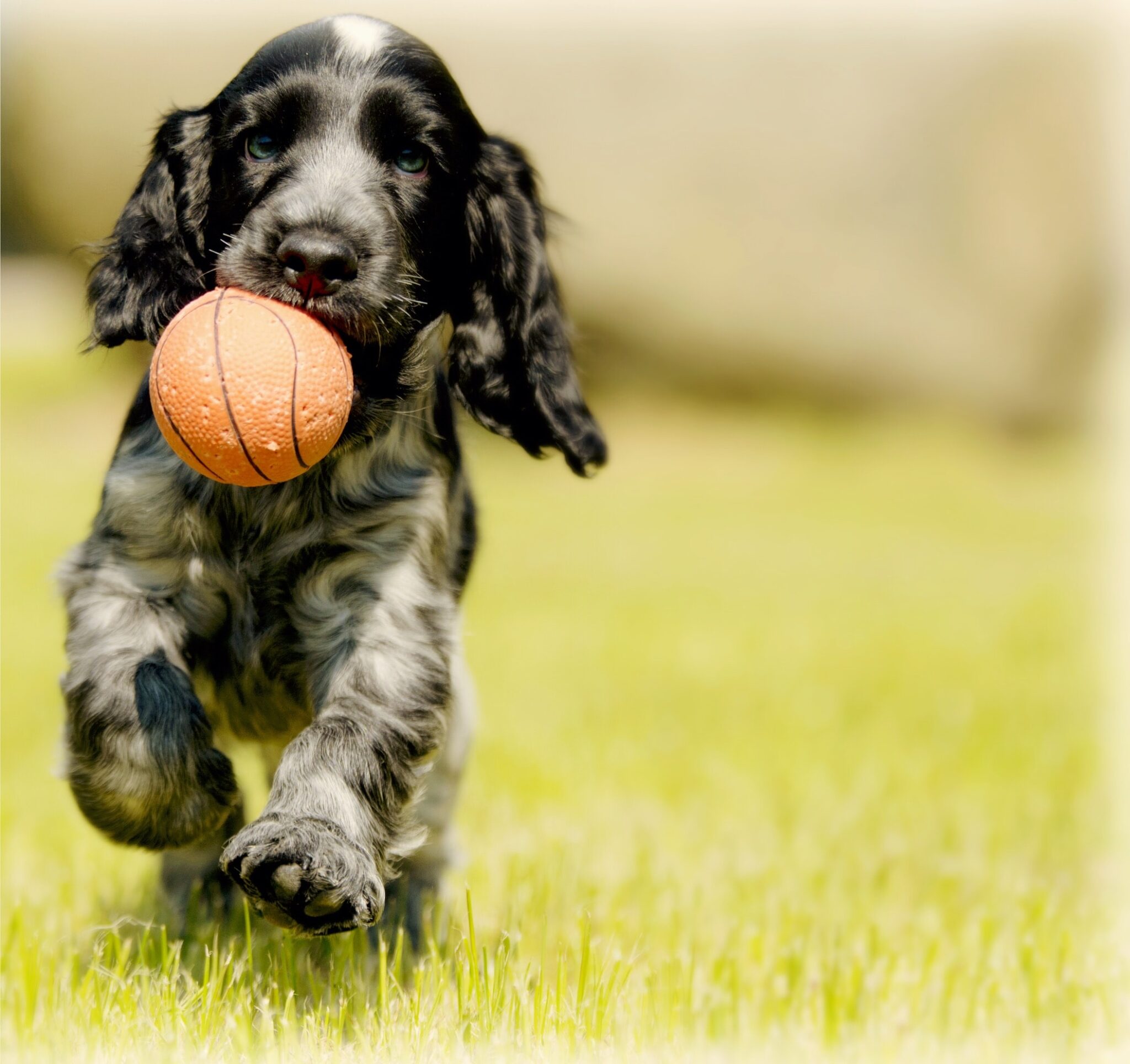 Obedience Training in India