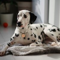 dalmatian