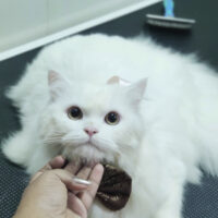 cat-grooming-packages