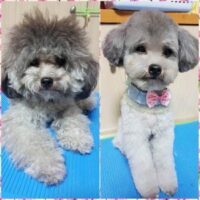 patmypet-pet-grooming-at-home-delhi