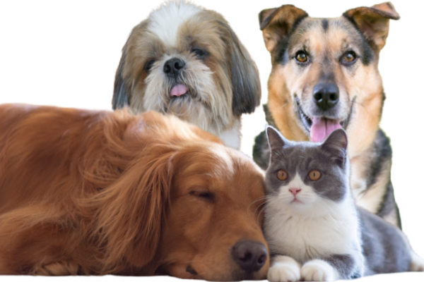 pet grooming in gurgaon